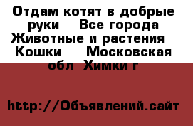 Отдам котят в добрые руки. - Все города Животные и растения » Кошки   . Московская обл.,Химки г.